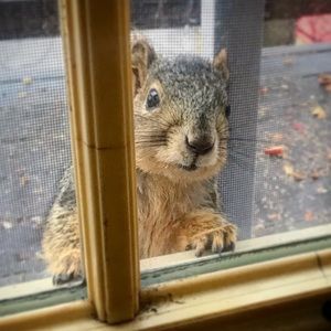 Buy 2 items get 20% off on ALL ITEMS!! 🐰🦁🐿